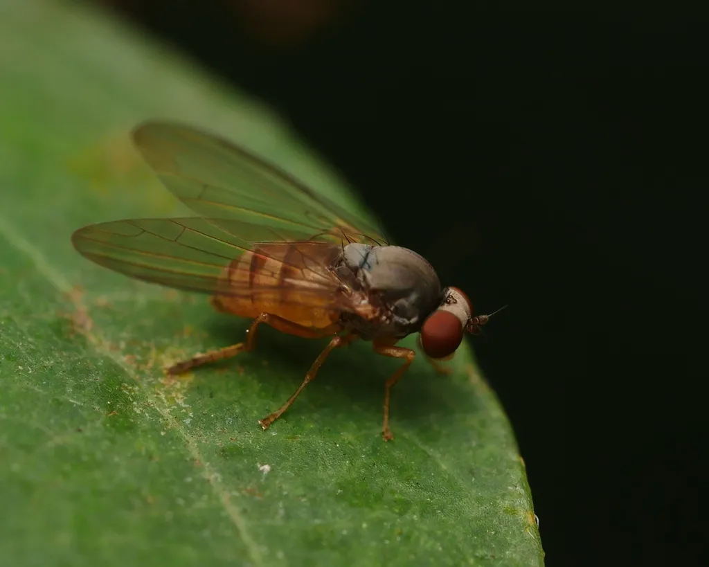 Protoclythia rufa - photo 2