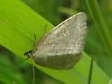 Pale Glyph - Hodges#9048