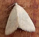 Pale Glyph - Hodges#9048 - photo 2