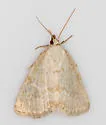 Pale Glyph - Hodges#9048 - photo 3