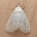 Pale Glyph - Hodges#9048 - photo 4