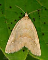 Pale Glyph - Hodges#9048 - photo 5