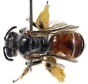 Protodufourea eickworti - Protodufourea eickworti
