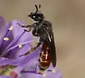 Protodufourea eickworti - photo 2