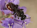 Protodufourea eickworti - photo 3