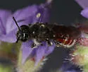 Protodufourea eickworti - photo 4