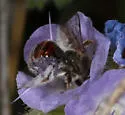 Protodufourea eickworti - photo 5
