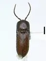 Protofarsus caribicus