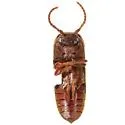 Protofarsus convexus - photo 2