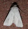 Protogygia album - Hodges#10692