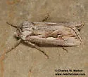 Protogygia biclavis - Hodges#10899