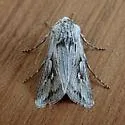 Protogygia biclavis - Hodges#10899 - photo 2