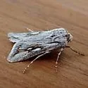 Protogygia biclavis - Hodges#10899 - photo 3