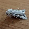 Protogygia biclavis - Hodges#10899 - photo 4