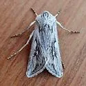 Protogygia biclavis - Hodges#10899 - photo 5