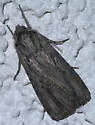 Protogygia lagena - Hodges#10892