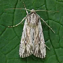 Protogygia lagena - Hodges#10892 - photo 3