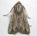 Protogygia lagena - Hodges#10892 - photo 4