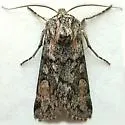 Protogygia milleri - Hodges#10898