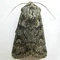 Protogygia milleri - Hodges#10898 - photo 4