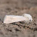 Protogygia pallida - Hodges#10692.1