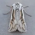 Protogygia pectinata - Hodges#10896.1