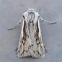 Protogygia pectinata - Hodges#10896.1 - photo 2