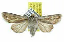Protogygia polingi - Hodges#10896