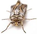 Protogygia polingi - Hodges#10896 - photo 4