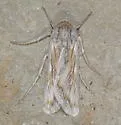 Protogygia polingi - Hodges#10896 - photo 5