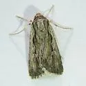 Protogygia postera - Hodges#10892.1 - Protogygia postera