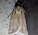 Protogygia postera - Hodges#10892.1 - photo 2