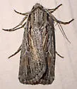 Protogygia postera - Hodges#10892.1 - photo 3