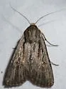 Protogygia postera - Hodges#10892.1 - photo 4