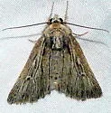 Protogygia postera - Hodges#10892.1 - photo 5