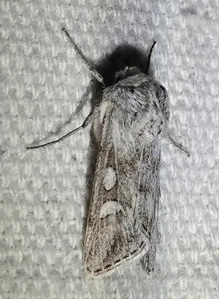 Protogygia pryorensis - Hodges#10898.1 - photo 2