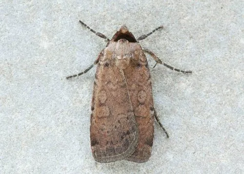 Brown-collared Dart - Hodges#11006