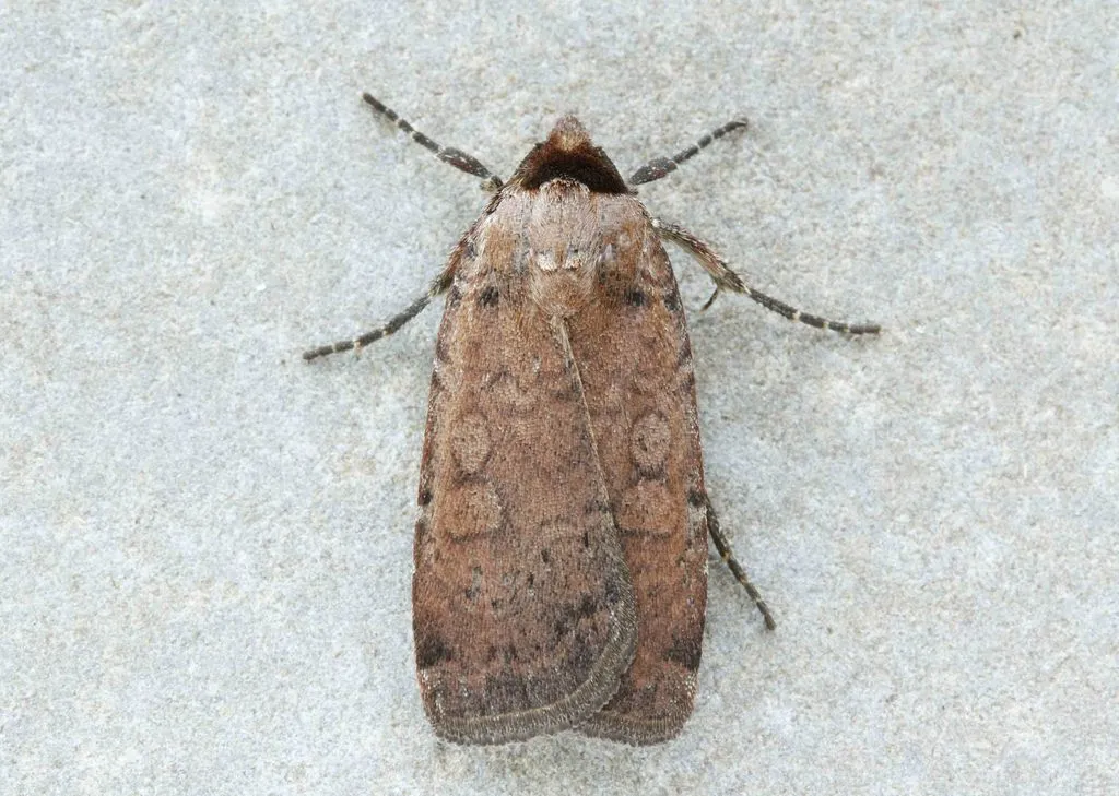 Brown-collared Dart - Hodges#11006 - photo 2