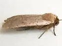 Protolampra rufipectus - Hodges#11004 - photo 2