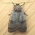 Protolampra rufipectus - Hodges#11004 - photo 4