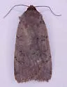 Protolampra rufipectus - Hodges#11004 - photo 5