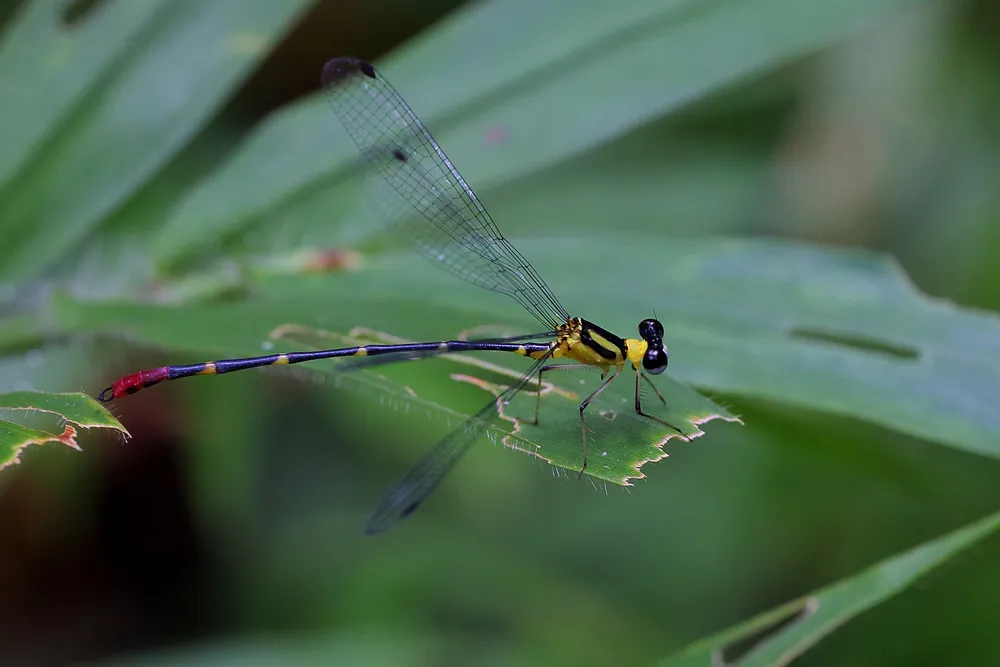 Protolestidae - photo 3