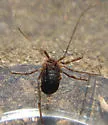 Protolophus niger - photo 3