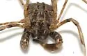 Protolophus singularis - photo 2
