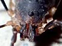 Protolophus singularis - photo 4