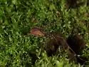 Protolophus tuberculatus