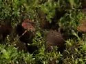 Protolophus tuberculatus - photo 2