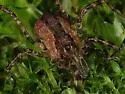 Protolophus tuberculatus - photo 3