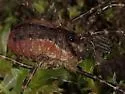 Protolophus tuberculatus - photo 4