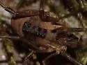 Protolophus tuberculatus - photo 5
